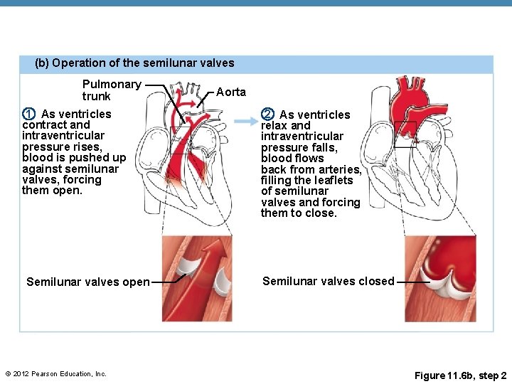 (b) Operation of the semilunar valves Pulmonary trunk 1 As ventricles contract and intraventricular (b) Operation of the semilunar valves Pulmonary trunk 1 As ventricles contract and intraventricular