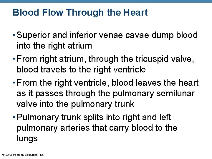 Blood Flow Through the Heart • Superior and inferior venae cavae dump blood into Blood Flow Through the Heart • Superior and inferior venae cavae dump blood into