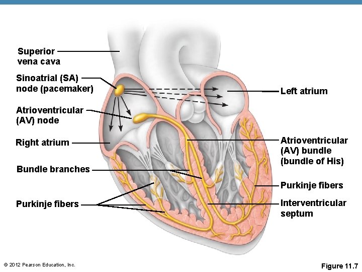 Superior vena cava Sinoatrial (SA) node (pacemaker) Left atrium Atrioventricular (AV) node Right atrium Superior vena cava Sinoatrial (SA) node (pacemaker) Left atrium Atrioventricular (AV) node Right atrium