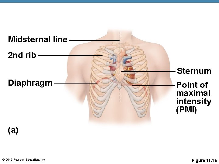 Midsternal line 2 nd rib Sternum Diaphragm Point of maximal intensity (PMI) (a) © Midsternal line 2 nd rib Sternum Diaphragm Point of maximal intensity (PMI) (a) ©