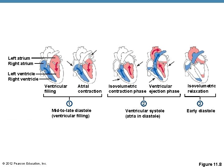 Left atrium Right atrium Left ventricle Right ventricle Ventricular filling Atrial contraction 1 Mid-to-late Left atrium Right atrium Left ventricle Right ventricle Ventricular filling Atrial contraction 1 Mid-to-late