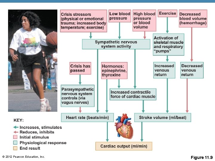 © 2012 Pearson Education, Inc. Figure 11. 9 © 2012 Pearson Education, Inc. Figure 11. 9