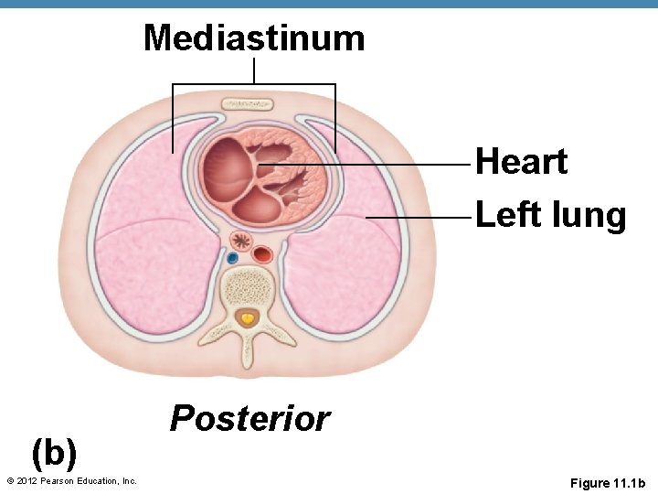 Mediastinum Heart Left lung (b) © 2012 Pearson Education, Inc. Posterior Figure 11. 1 Mediastinum Heart Left lung (b) © 2012 Pearson Education, Inc. Posterior Figure 11. 1