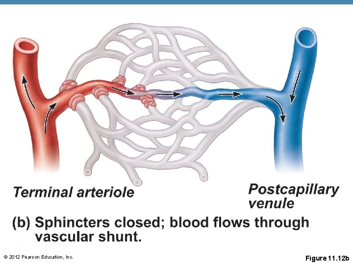 © 2012 Pearson Education, Inc. Figure 11. 12 b © 2012 Pearson Education, Inc. Figure 11. 12 b