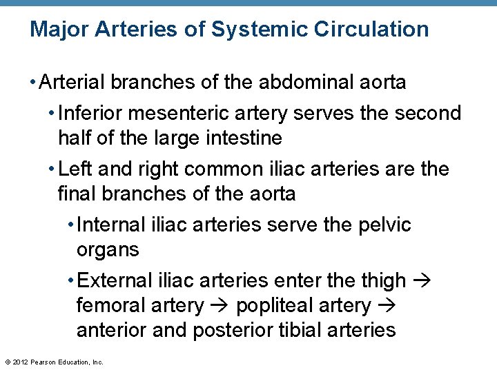 Major Arteries of Systemic Circulation • Arterial branches of the abdominal aorta • Inferior Major Arteries of Systemic Circulation • Arterial branches of the abdominal aorta • Inferior