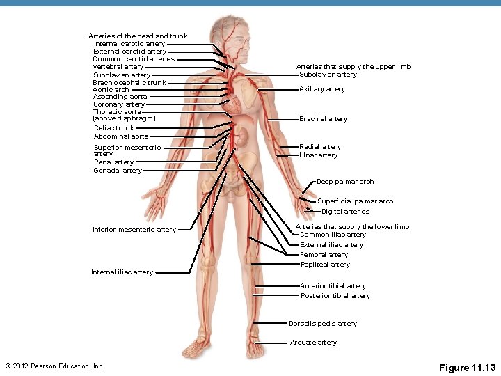 Arteries of the head and trunk Internal carotid artery External carotid artery Common carotid Arteries of the head and trunk Internal carotid artery External carotid artery Common carotid