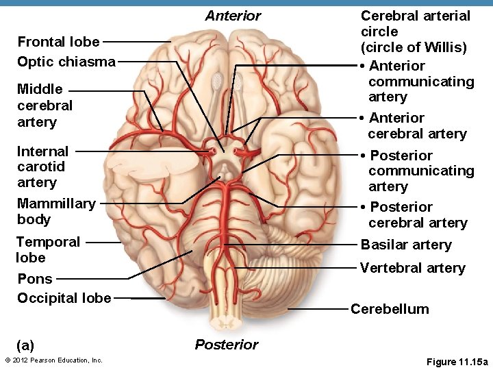 Anterior Frontal lobe Optic chiasma Middle cerebral artery Cerebral arterial circle (circle of Willis) Anterior Frontal lobe Optic chiasma Middle cerebral artery Cerebral arterial circle (circle of Willis)