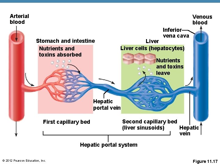 Arterial blood Venous blood Stomach and intestine Nutrients and toxins absorbed Inferior vena cava Arterial blood Venous blood Stomach and intestine Nutrients and toxins absorbed Inferior vena cava