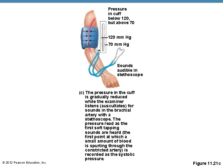 Pressure in cuff below 120, but above 70 120 mm Hg 70 mm Hg Pressure in cuff below 120, but above 70 120 mm Hg 70 mm Hg