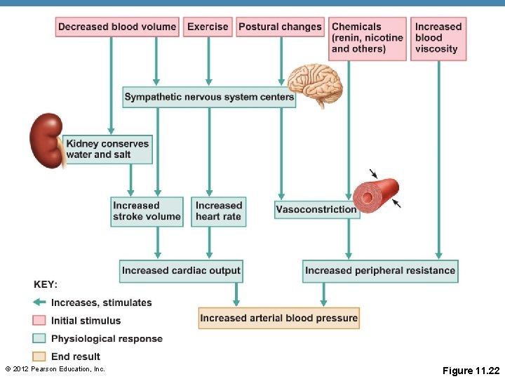© 2012 Pearson Education, Inc. Figure 11. 22 © 2012 Pearson Education, Inc. Figure 11. 22