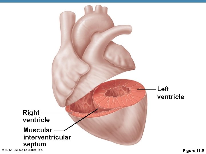 Left ventricle Right ventricle Muscular interventricular septum © 2012 Pearson Education, Inc. Figure 11. Left ventricle Right ventricle Muscular interventricular septum © 2012 Pearson Education, Inc. Figure 11.