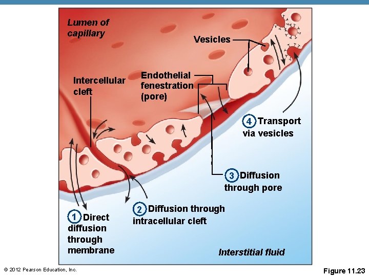 Lumen of capillary Intercellular cleft Vesicles Endothelial fenestration (pore) 4 Transport via vesicles 3 Lumen of capillary Intercellular cleft Vesicles Endothelial fenestration (pore) 4 Transport via vesicles 3