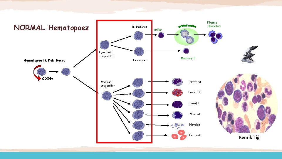 NORMAL Hematopoez Hematopoetik Kök Hücre B-lenfosit Lymphoid progenitor T-lenfosit Plazma Hücreleri naïve Memory B