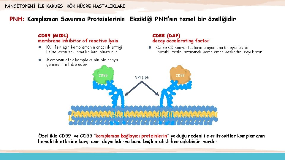 PANSİTOPENİ İLE KARDEŞ KÖK HÜCRE HASTALIKLARI PNH: Kompleman Savunma Proteinlerinin Eksikliği PNH’nın temel bir