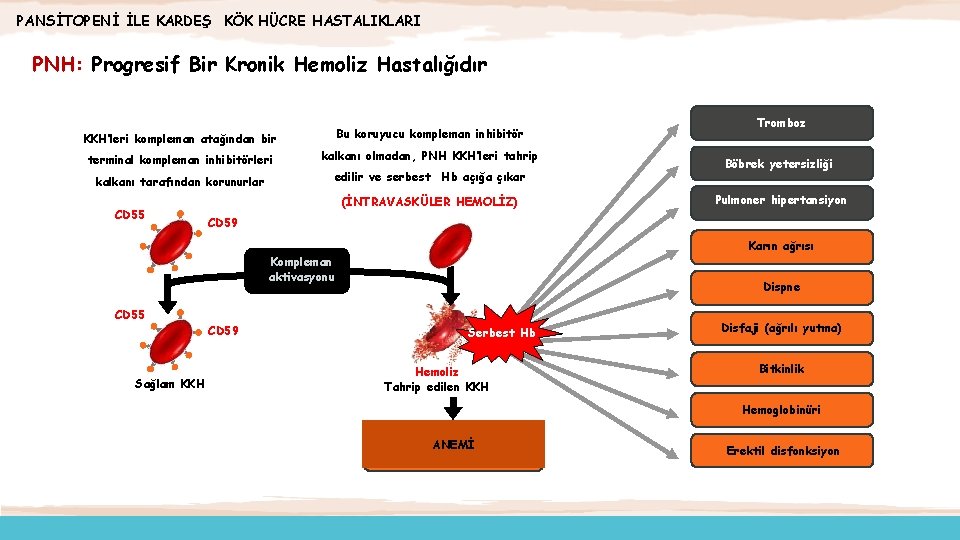 PANSİTOPENİ İLE KARDEŞ KÖK HÜCRE HASTALIKLARI PNH: Progresif Bir Kronik Hemoliz Hastalığıdır KKH’leri kompleman