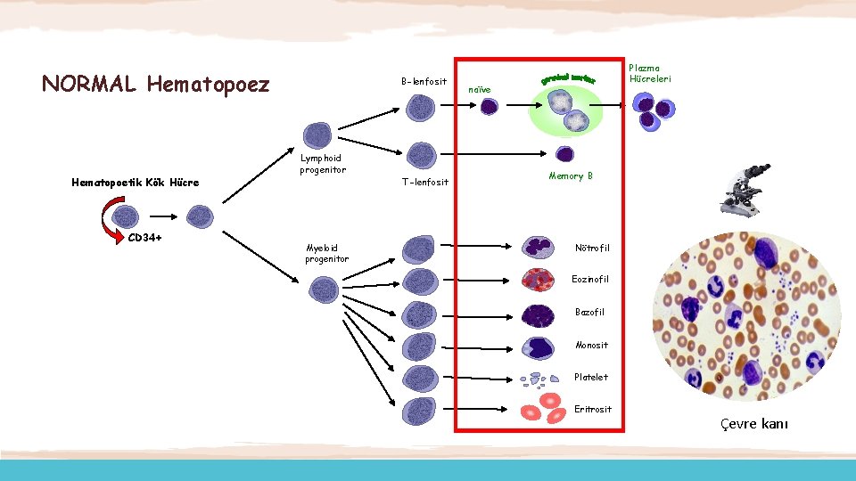 NORMAL Hematopoez Hematopoetik Kök Hücre B-lenfosit Lymphoid progenitor T-lenfosit Plazma Hücreleri naïve Memory B