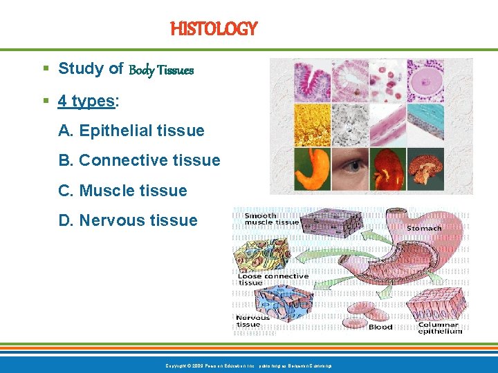 HISTOLOGY § Study of Body Tissues § 4 types: A. Epithelial tissue B. Connective