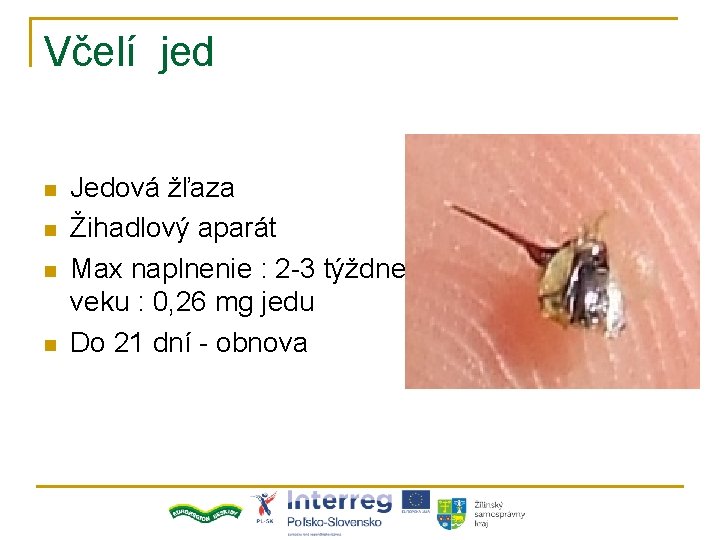 Včelí jed n n Jedová žľaza Žihadlový aparát Max naplnenie : 2 -3 týždne