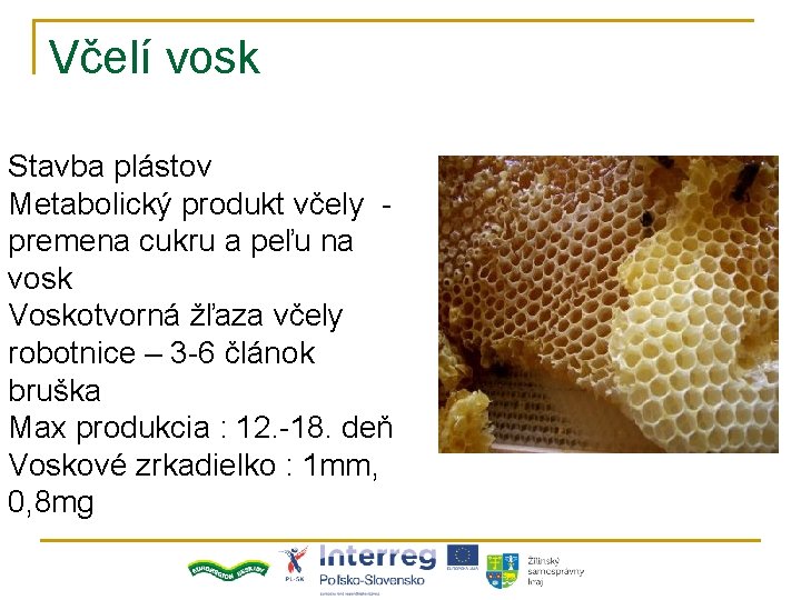 Včelí vosk Stavba plástov Metabolický produkt včely premena cukru a peľu na vosk Voskotvorná