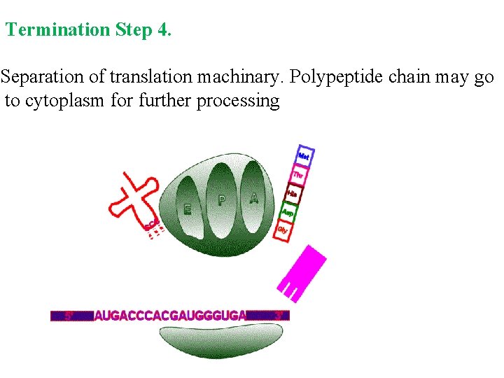 Termination Step 4. Separation of translation machinary. Polypeptide chain may go to cytoplasm for