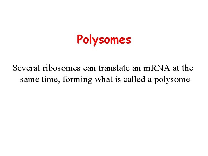 Polysomes Several ribosomes can translate an m. RNA at the same time, forming what