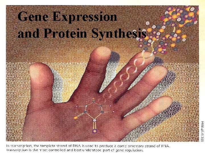 Gene Expression and Protein Synthesis 