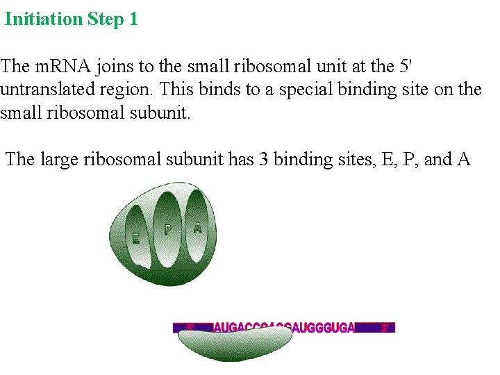 Initiation Step 1 The m. RNA joins to the small ribosomal unit at the