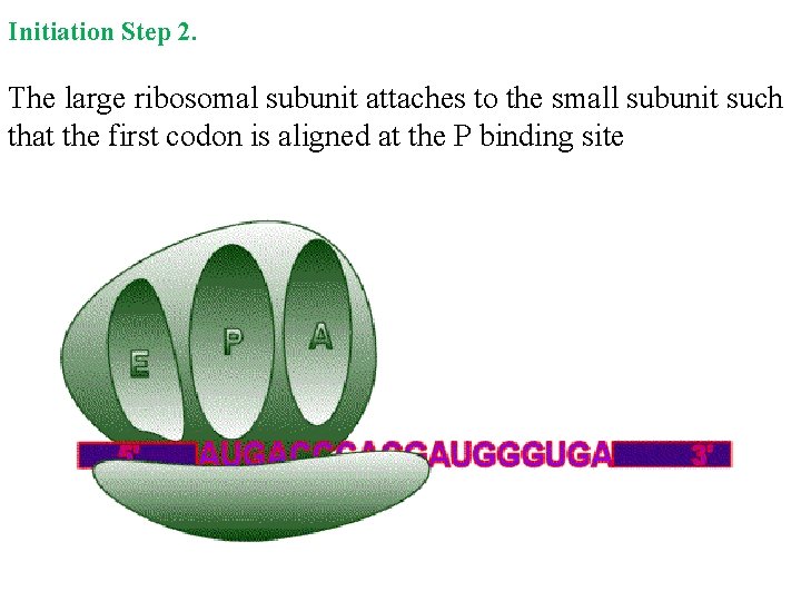 Initiation Step 2. The large ribosomal subunit attaches to the small subunit such that