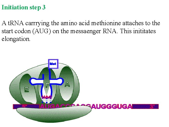 Initiation step 3 A t. RNA carrrying the amino acid methionine attaches to the