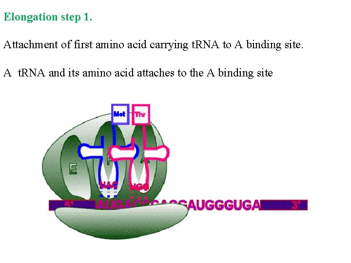 Elongation step 1. Attachment of first amino acid carrying t. RNA to A binding