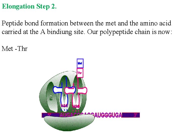 Elongation Step 2. Peptide bond formation between the met and the amino acid carried