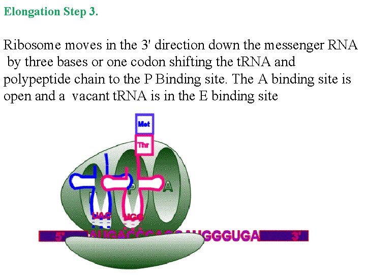 Elongation Step 3. Ribosome moves in the 3' direction down the messenger RNA by