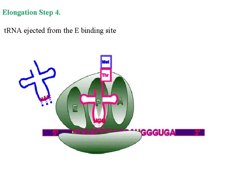 Elongation Step 4. t. RNA ejected from the E binding site 