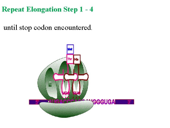Repeat Elongation Step 1 4 until stop codon encountered. 