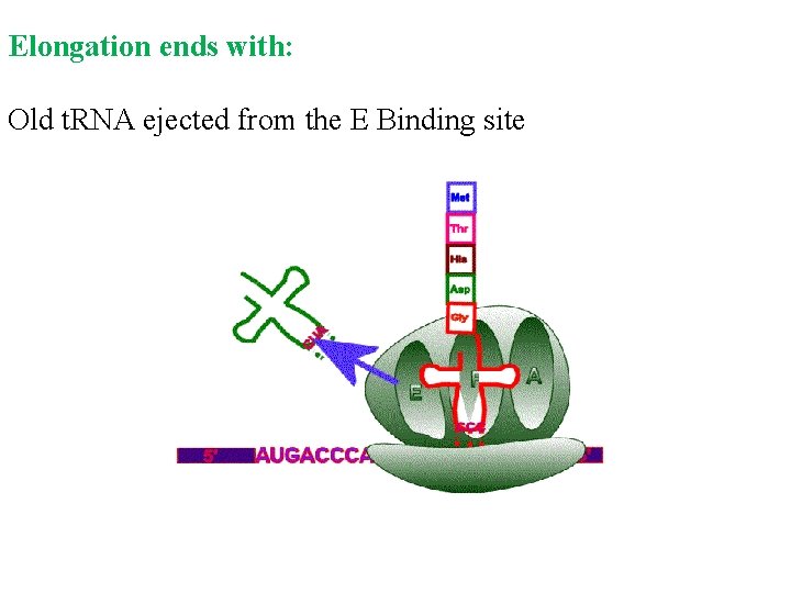 Elongation ends with: Old t. RNA ejected from the E Binding site 