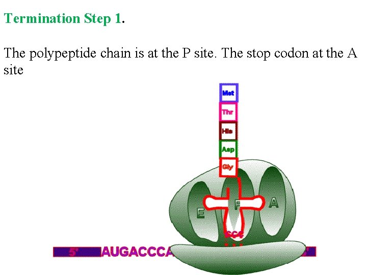 Termination Step 1. The polypeptide chain is at the P site. The stop codon
