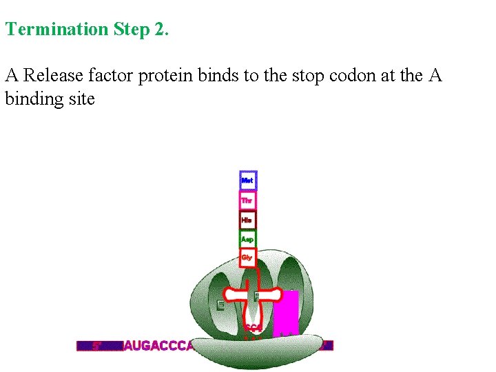 Termination Step 2. A Release factor protein binds to the stop codon at the