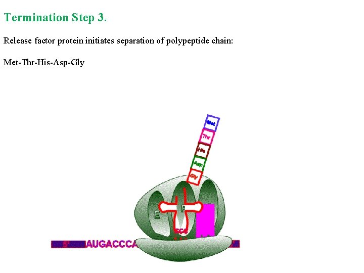 Termination Step 3. Release factor protein initiates separation of polypeptide chain: Met Thr His