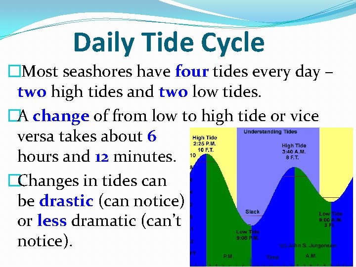 Daily Tide Cycle �Most seashores have four tides every day – two high tides