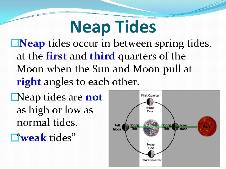 Neap Tides �Neap tides occur in between spring tides, at the first and third