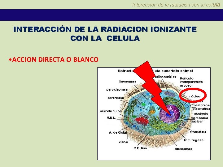 Interacción de la radiación con la célula INTERACCIÓN DE LA RADIACION IONIZANTE CON LA