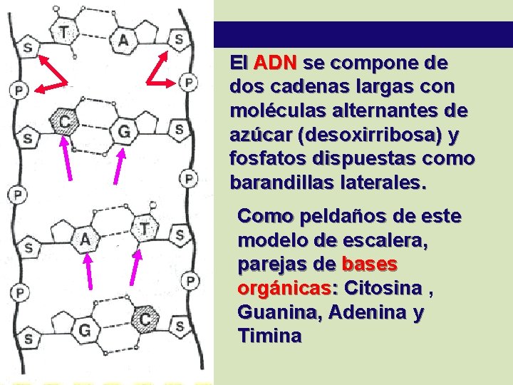 El ADN se compone de dos cadenas largas con moléculas alternantes de azúcar (desoxirribosa)