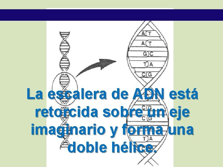 La escalera de ADN está retorcida sobre un eje imaginario y forma una doble