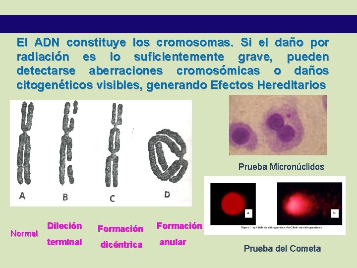 El ADN constituye los cromosomas. Si el daño por radiación es lo suficientemente grave,