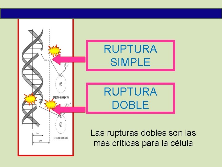 RUPTURA SIMPLE RUPTURA DOBLE Las rupturas dobles son las más críticas para la célula