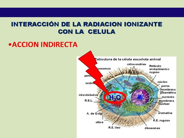 INTERACCIÓN DE LA RADIACION IONIZANTE CON LA CELULA • ACCION INDIRECTA H 2 O