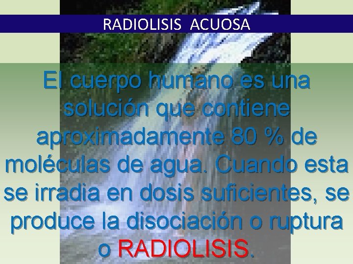 RADIOLISIS ACUOSA El cuerpo humano es una solución que contiene aproximadamente 80 % de