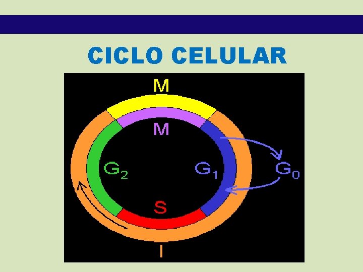 CICLO CELULAR 