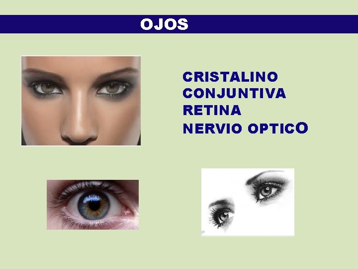 OJOS CRISTALINO CONJUNTIVA RETINA NERVIO OPTICO 
