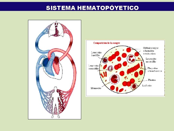 SISTEMA HEMATOPÓYETICO 